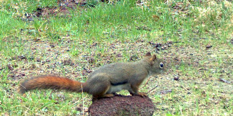RedSquirrel_051111_1300hrs.jpg - Red Squirrel (Tamiansciurus hudsonicus)